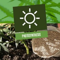 Photosynthesis in Cannabis Plants