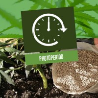 Photoperiod of Cannabis Plants