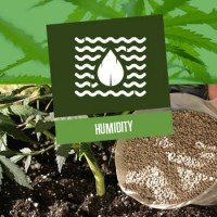 Ideal Humidity Level for Cannabis