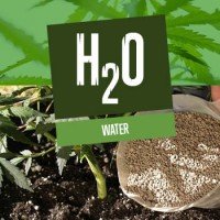 Water for your Cannabis Plants