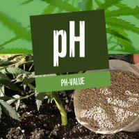 pH Value and Cannabis