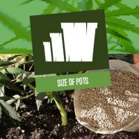 Size of Pots for Cannabis Plants