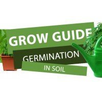 Germination Cannabis Seeds in Soil