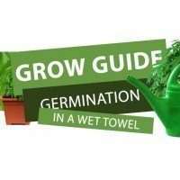 Germination Cannabis Seeds in a Towel