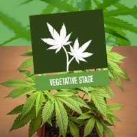 Vegetative Stage