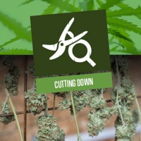 Cutting Down Cannabis Plants