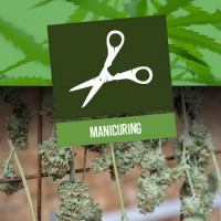 Manicuring Marijuana Buds