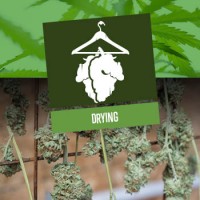 Drying of Cannabis
