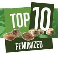 Top 10 Feminized