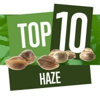 Top 10 Haze