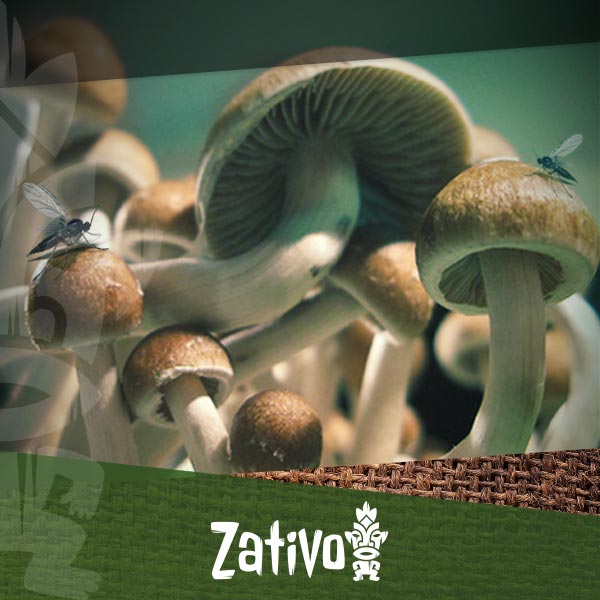 Mushroom Contamination: How To Identify And Prevent It - Zativo