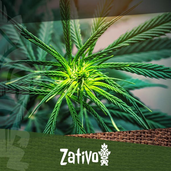 Top 5 Indica Strains Zativo