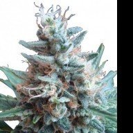 New strain added to our seed catalog: Sweet Caramel