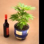 New Study: Alcohol Before Cannabis Increases THC Concentrations In Your Blood