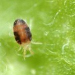 Grow Tip: How To Get Rid Of Spider Mites