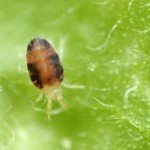 Grow Tip: How To Get Rid Of Spider Mites