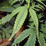 Grow Tip: How To Spot A Magnesium Deficiency