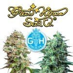 Introduction: 5 new CBD strains by Greenhouse