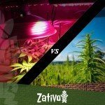 Indoor vs outdoor cannabis growing: the key differences