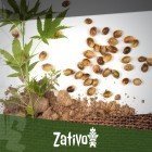 7 Advantages of cannabis seeds over clones