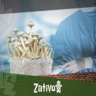 Magic Mushrooms - How To Work Sterile