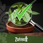8 Tips On How To Recognise Good Cannabis