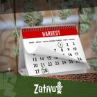 How To Harvest Cannabis 6-7 Times A Year