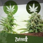 The Difference Between Cannabis Indica And Sativa