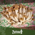 How To Grow Your Own Magic Mushrooms