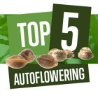 Top 5 Autoflowering Cannabis Strains For 2018