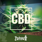 The Best High-CBD Cannabis Strains