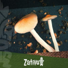 Microdosing Magic Mushrooms and Truffles