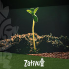 Understanding Soil Porosity for Cannabis Growing