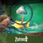 The Simple Guide To Identifying Common Magic Mushrooms