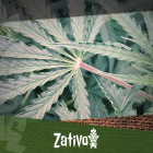 What You Need To Know About Red And Purple Cannabis Stems
