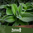 How To Use Salvia Divinorum Safely