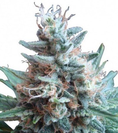 New strain added to our seed catalog: Sweet Caramel