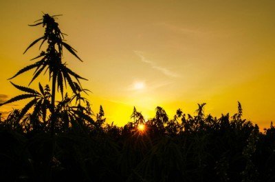 Skating In Australia's Largest Hemp Field: A Road To Sustainability 