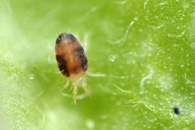Grow Tip: How To Get Rid Of Spider Mites