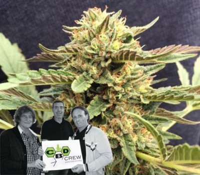 New strain release by CBD Crew: CBD Therapy