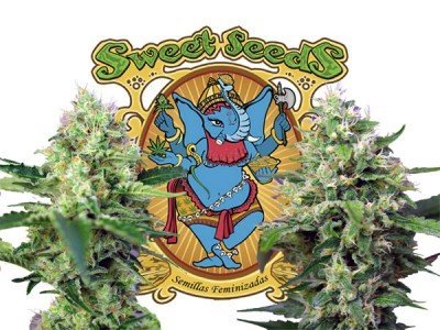 Sweet Seeds releases 2 new strains: Crystal Candy and Blow Mind Auto