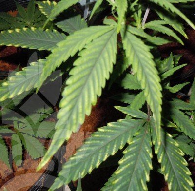 Grow Tip: How To Spot A Magnesium Deficiency