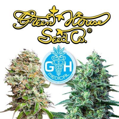 Introduction: 5 new CBD strains by Greenhouse