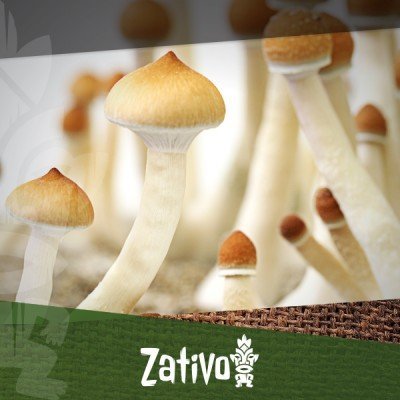 The History Of Magic Mushrooms