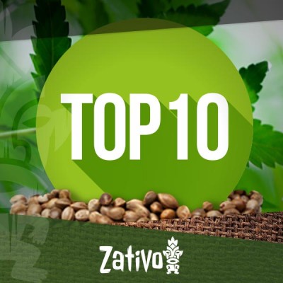 Top 10 Cannabis Seedbanks