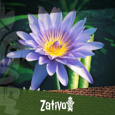The Blue Lotus (Nymphaea caerulea)