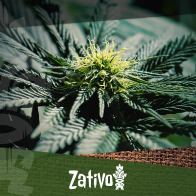 Top 10 Most Popular Cannabis Strains