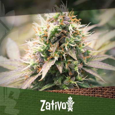 The Top 10 Strongest THC-Rich Cannabis Strains